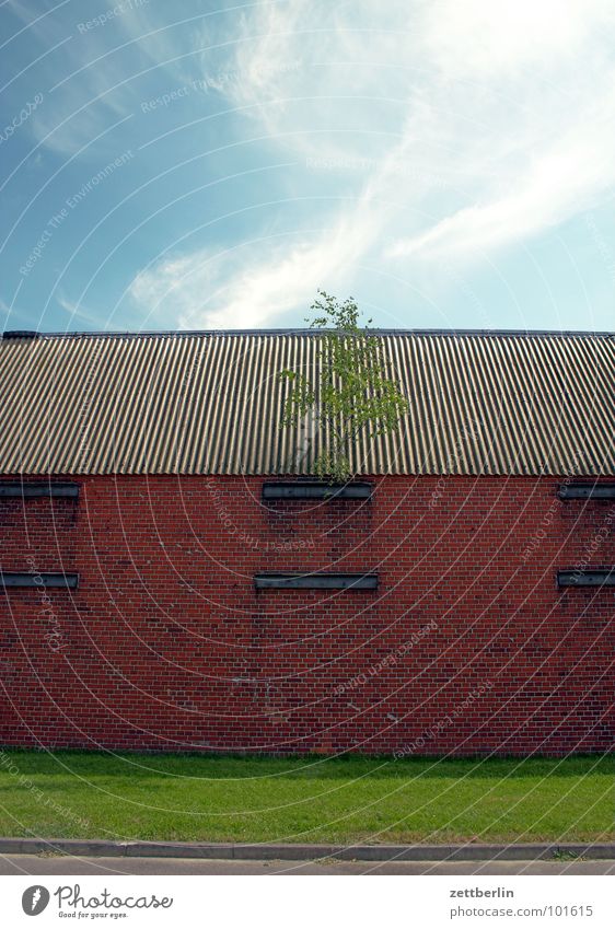 Dachbegrünung Scheune Lagerhalle Güterverkehr & Logistik Baum Birke Regenrinne Pflanze Wachstum Durchsetzungsvermögen Wolken Sommer Architektur Frühling Himmel