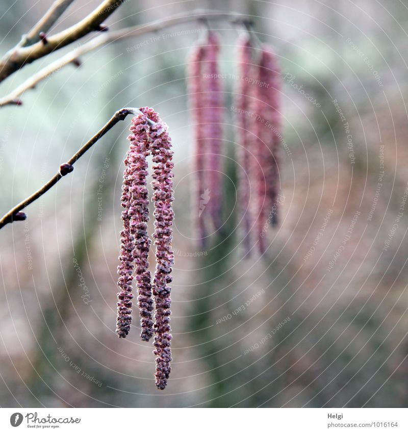 Pollenalarm... Umwelt Natur Pflanze Frühling Sträucher Blüte Wildpflanze Haselnuss Zweig Park Blühend hängen Wachstum ästhetisch außergewöhnlich schön