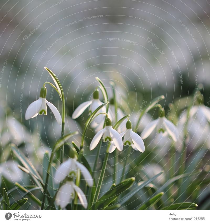 Glöckchen im Licht... Umwelt Natur Pflanze Frühling Schönes Wetter Blume Blatt Blüte Schneeglöckchen Frühblüher Frühlingsblume Wald Blühend hängen stehen