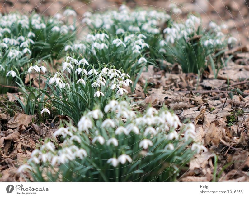 im Frühlingswald... Umwelt Natur Landschaft Pflanze Schönes Wetter Blume Blatt Blüte Wildpflanze Schneeglöckchen Frühblüher Frühlingsblume Waldboden Blühend