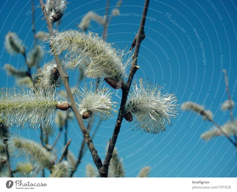 Weidenkätzchen weiß Baum Sträucher Frühling Pflanze blau Knallblau Himel Natur Ast Puschelig