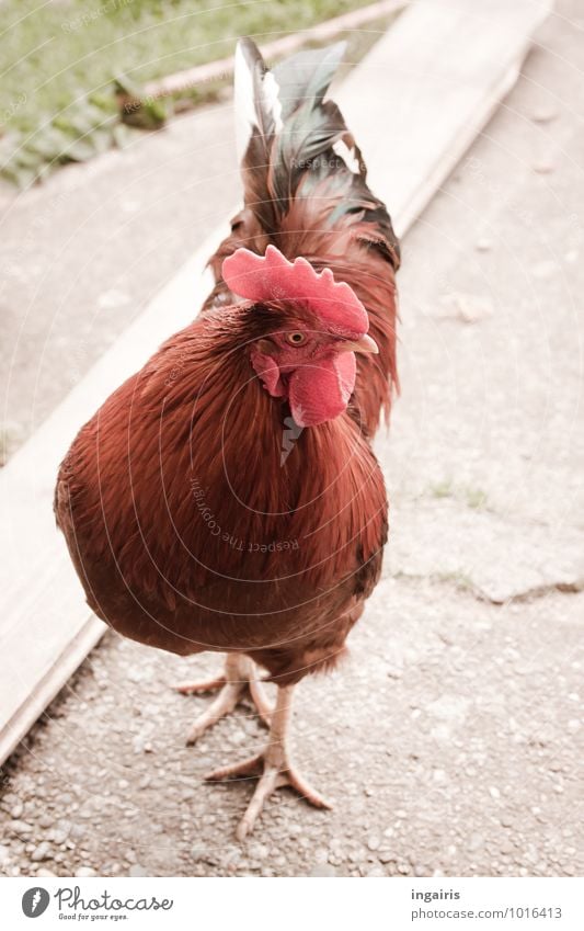 Krähgor II Garten Tier Nutztier Vogel Hahn Haushuhn 1 gehen hören Blick Freundlichkeit natürlich Neugier braun grau rot Zufriedenheit Bewegung Stimmung