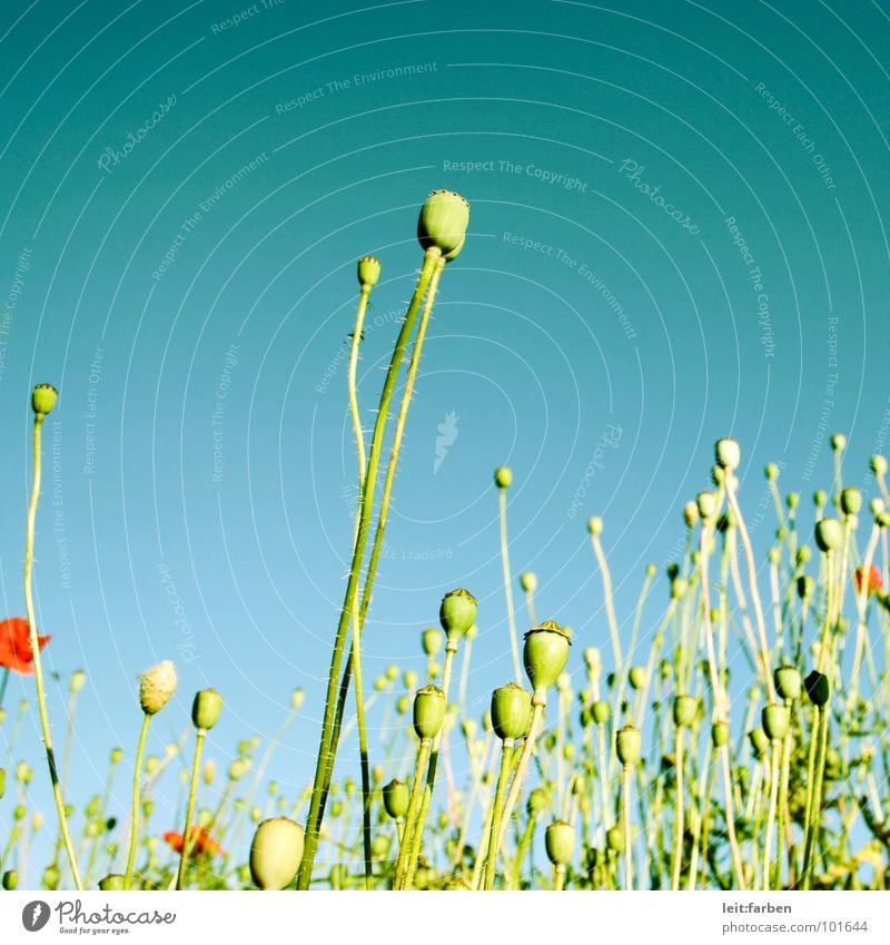 mohnlandschaft Mohn Mohnfeld Blume Blumenbeet Pflanze Blüte grün rot sommerlich leicht mehrfarbig Unbeschwertheit luftig Froschperspektive Außenaufnahme Sommer