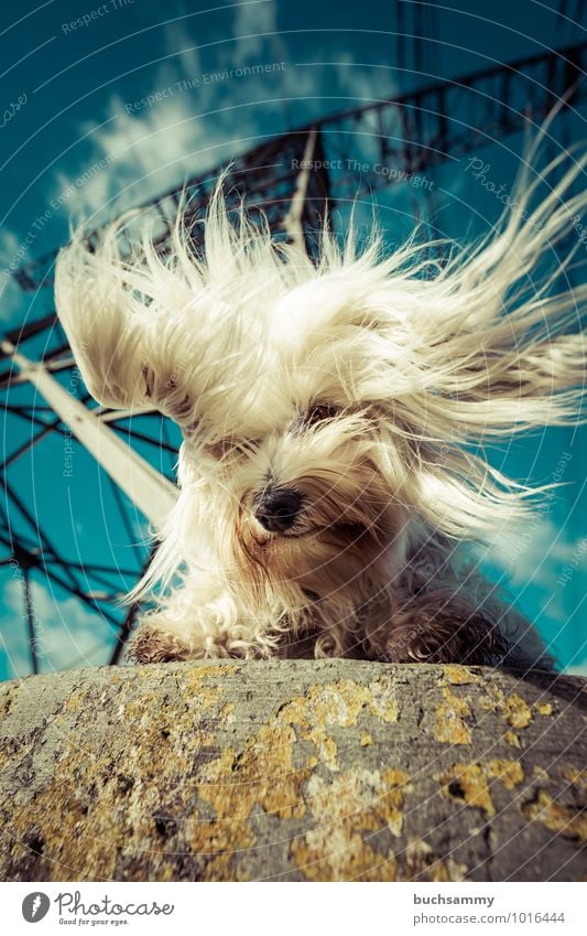 Pure Energie Freude Friseur Umwelt Tier Himmel Wolken Sonnenlicht Schönes Wetter Turm langhaarig Haustier Hund Fell 1 Stein Stahl wild blau schwarz weiß skurril