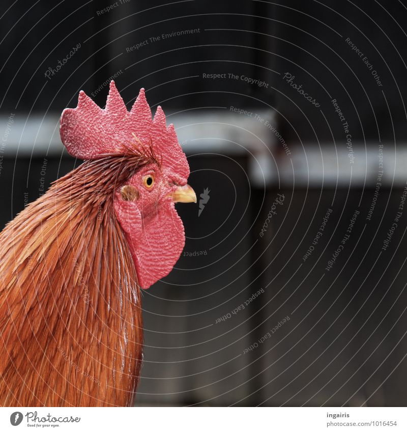 Krähgor Tier Scheunentor Nutztier Vogel Hahn Hahnenkamm Haushuhn 1 beobachten hören Blick Glück schön natürlich braun grau orange rot schwarz Verschwiegenheit