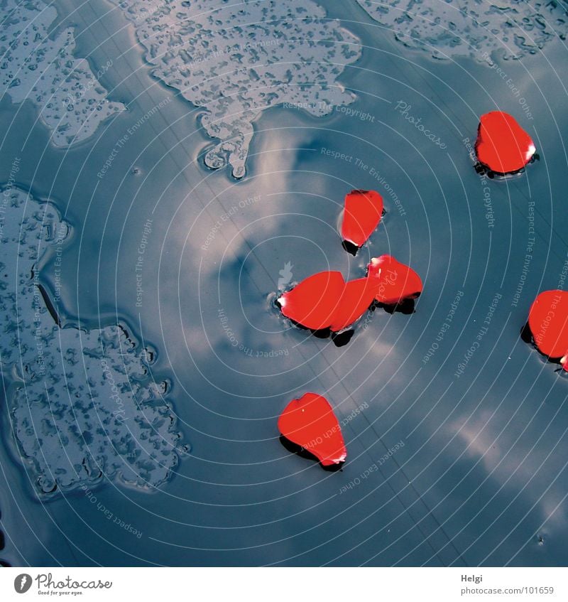 rote Rosenblätter liegen in einer Wasserpfütze Regen Unwetter nass Blatt Blume fallen Reflexion & Spiegelung Wolken Farbfleck Sommer Vergänglichkeit Wetter