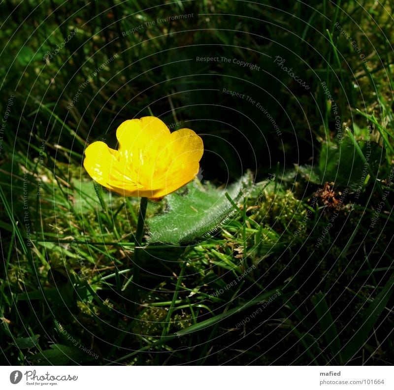 Lichtinsel Hahnenfuß gelb Blume Blüte klein zart Einsamkeit Gras grün Schatten Rasen Pollen Beleuchtung Lampe