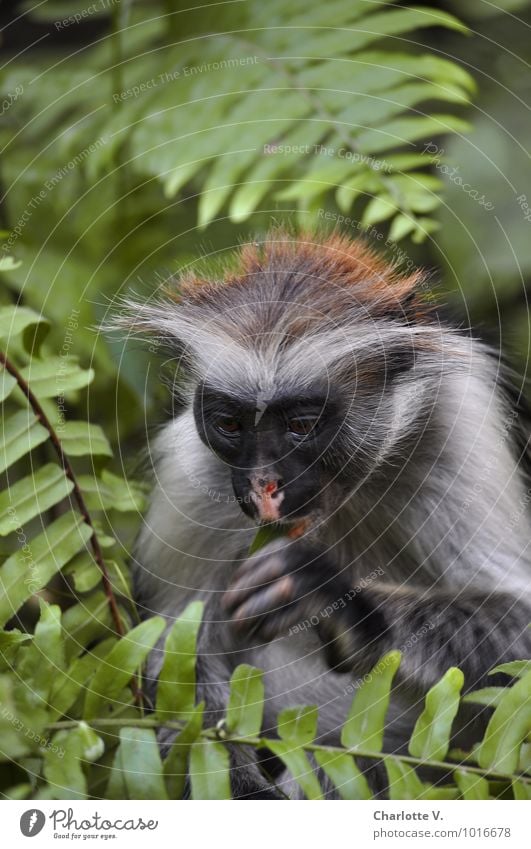 Hmm... Safari Pflanze Tier Farn Urwald Jozani Forest Sansibar Tansania Afrika Sehenswürdigkeit Wildtier Affen Red Colobus 1 Essen Fressen genießen hocken