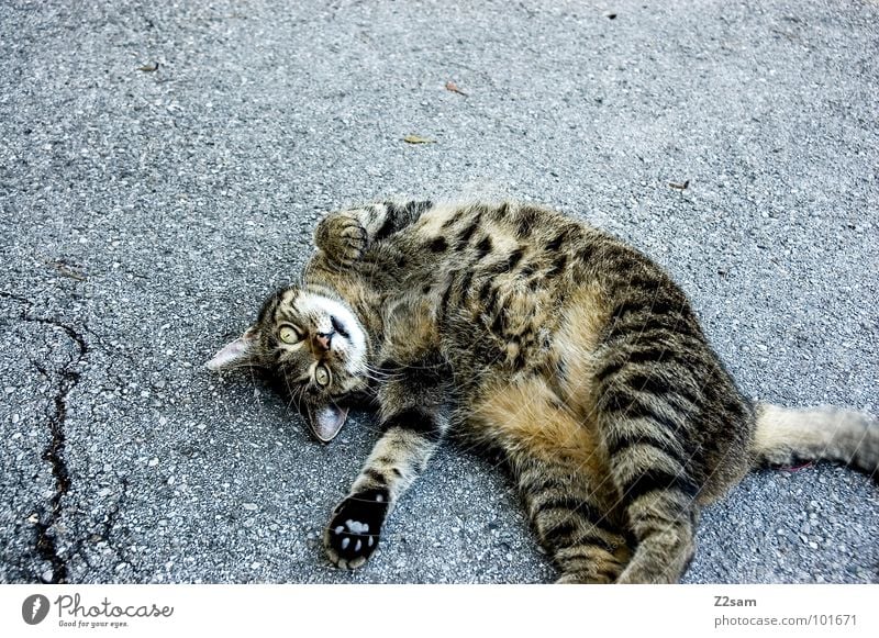 stretching Dehnübung Aerobic dehnen Katze Tier Fell Muster Teer Beton süß Pfote Schwanz niedlich Haustier Säugetier Bewegung Turnen animal Straße liegen Riss