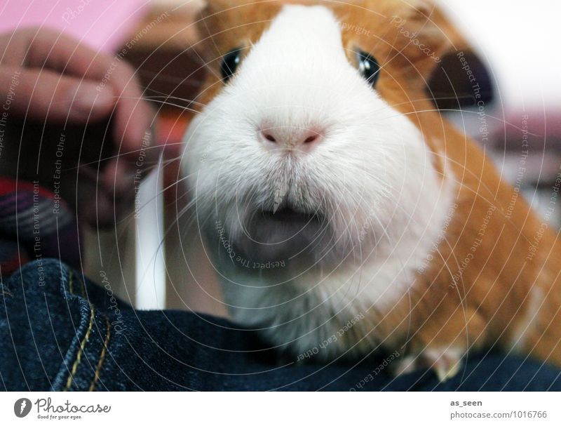 Streicheleinheit 1 Mensch Tier Haustier Meerschweinchen Nagetiere Glatthaarmeerschweinchen Auge Maul Schnurrhaar genießen Blick authentisch Freundlichkeit