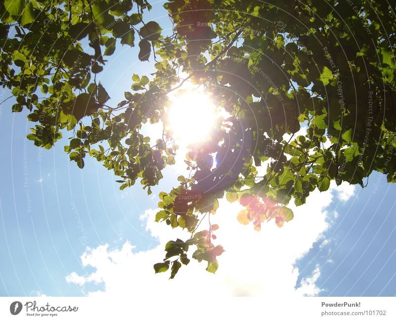 Isch glaub ich werd blind Baum Sommer Juli Wolken grün Bayern Mittelfranken Franken Physik Sonnenlicht blenden himmelblau Indiaka Tunier Himmel Ast wieseth