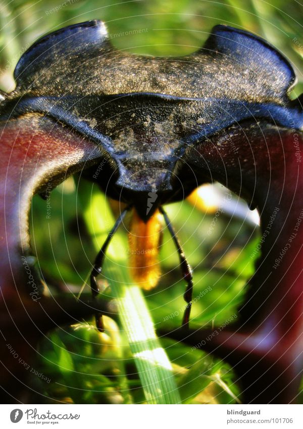 Lucanus cervus [2] ... he's coming closer Hirschkäfer bedrohlich Horn Zange rot rotbraun Gras grün groß ungefährlich Insekt Reptil Umweltschutz Eiche Eichenwald