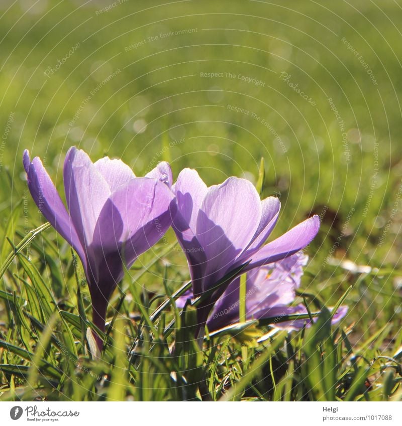 lila... Umwelt Natur Pflanze Frühling Schönes Wetter Blume Gras Blüte Krokusse Frühblüher Frühlingsblume Park leuchten stehen Wachstum ästhetisch schön klein