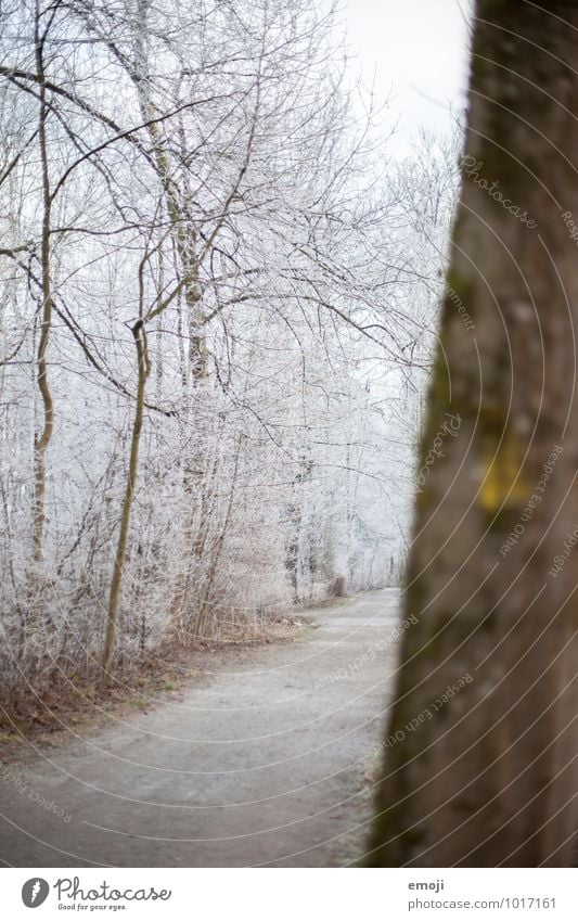 Frost Umwelt Natur Landschaft Winter Eis Schnee Baum Wald kalt weiß Farbfoto Außenaufnahme Menschenleer Tag Schwache Tiefenschärfe