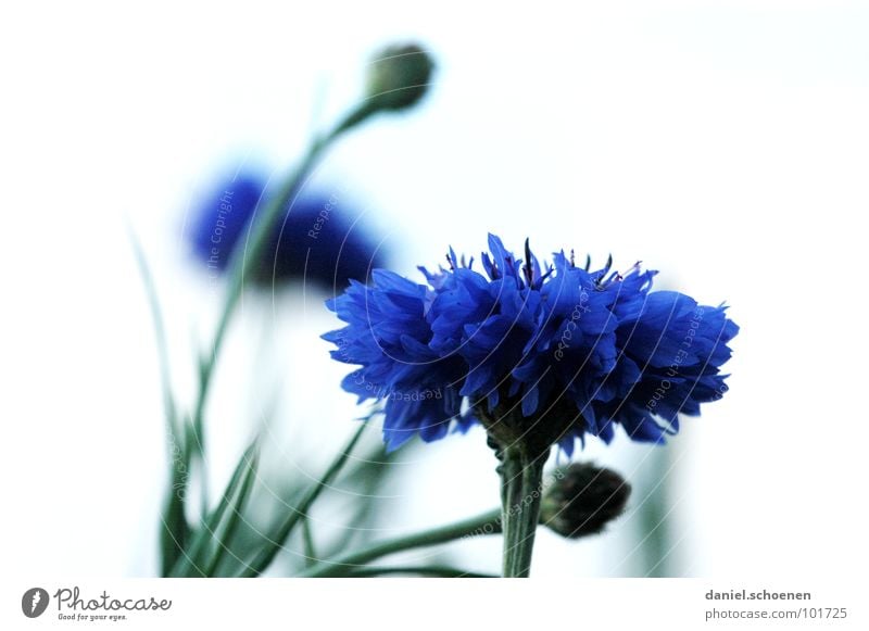 Kornblume Blüte Blume abstrakt Hintergrundbild Unschärfe violett grün Frühling Sommer weiß Detailaufnahme Makroaufnahme blau