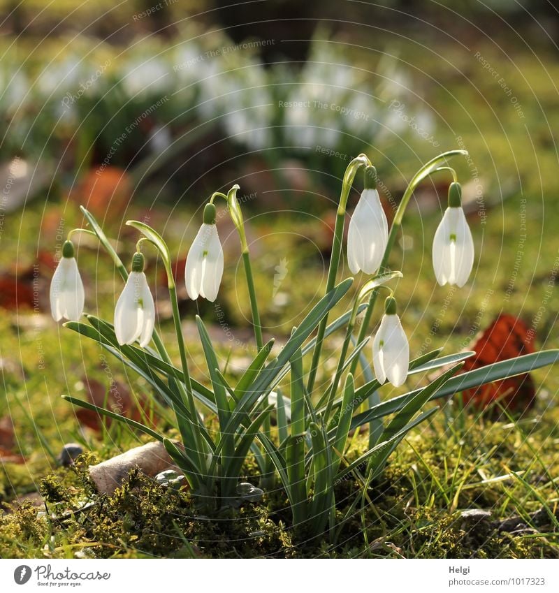 eins noch... Umwelt Natur Landschaft Pflanze Frühling Schönes Wetter Blume Gras Blatt Blüte Schneeglöckchen Frühlingsblume Frühblüher Park Blühend leuchten