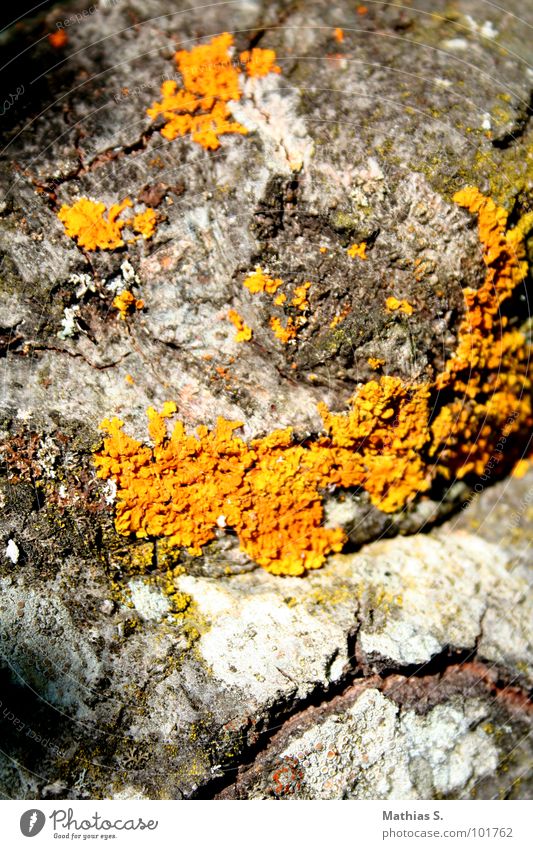 Hard rock Stein Kalk hart verbissen grau trüb dunkel Berge u. Gebirge orange alt hell Riss Natur