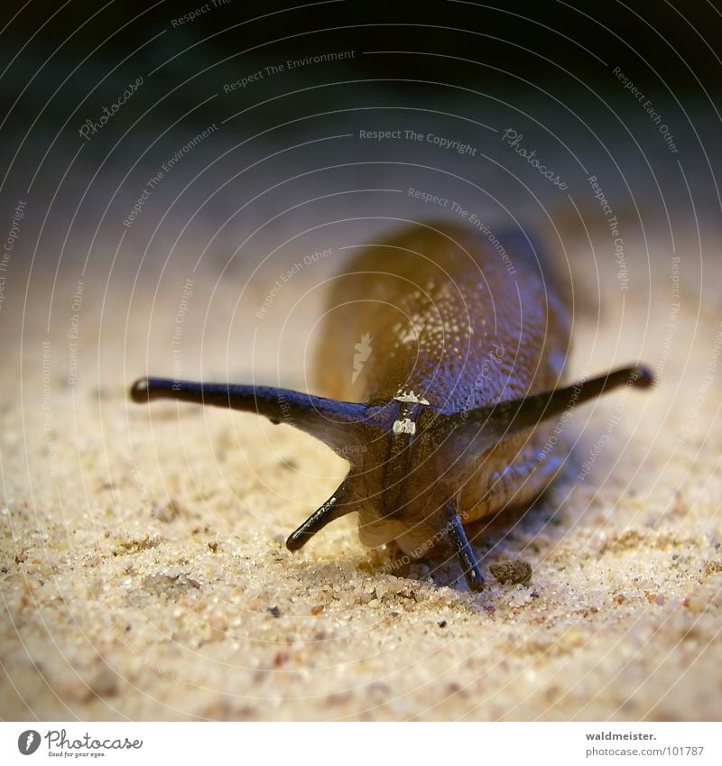 nackte Schnecke Nacktschnecken Schädlinge Pflanzenschädlinge Plage Garten Wege & Pfade Friedhof langsam schleimig Glätte feucht krabbeln Fühler Schneckenplage