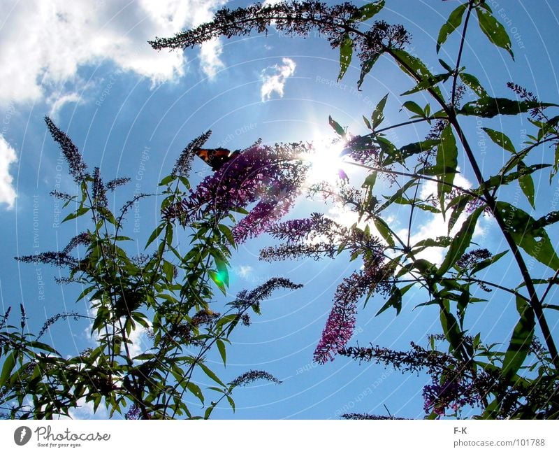 look up to the sky… Sommer Sonne Natur Himmel Wolken Schmetterling blau grün violett Insekt Tagpfauenauge Fliederbusch Sonnenstrahlen