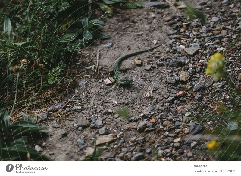 raptil Natur Landschaft Pflanze Tier Erde Frühling Gras Park Feld Felsen Wildtier Echte Eidechsen Waldeidechse Reptil rennen Bewegung krabbeln authentisch klein