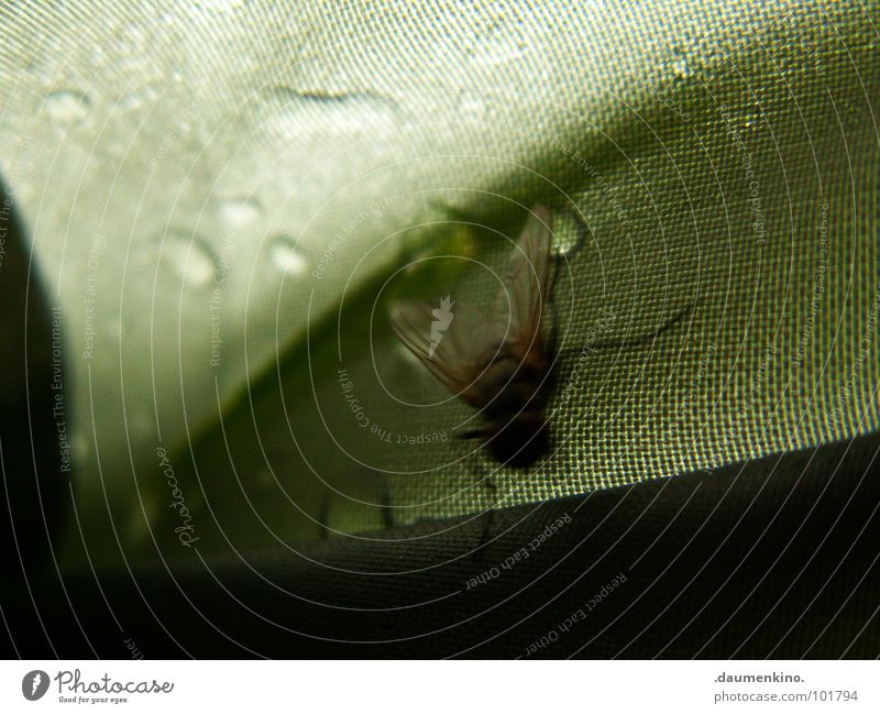 Muse Fliege Zelt nass feucht Geschwindigkeit ärgerlich Makroaufnahme Nahaufnahme Flügel Planne Wasser Wassertropfen Regen Beine Ecke lästig flink Auge