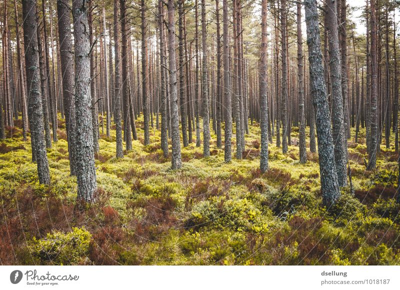 genug für alle da. Umwelt Natur Landschaft Pflanze Frühling Sommer Herbst Klima Schönes Wetter Baum Sträucher Moos Wald Gesundheit groß hoch nachhaltig