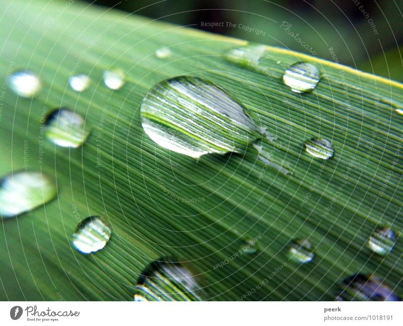 Tropfen auf Schilf Umwelt Natur Pflanze Wasser Sommer Gras Sträucher Blatt Grünpflanze Garten Park Wiese Seeufer Flussufer Moor Sumpf Teich Bach Menschenleer