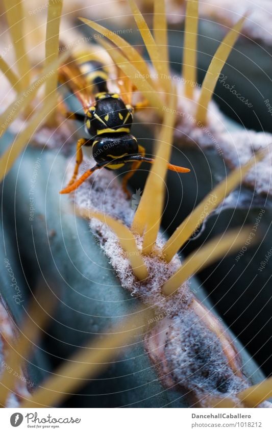 Stachelwald II Pflanze Kaktus Wald Tier Wespen Insekt Fühler Mundwerkzeug 1 Arbeit & Erwerbstätigkeit krabbeln laufen Aggression bedrohlich klein stachelig