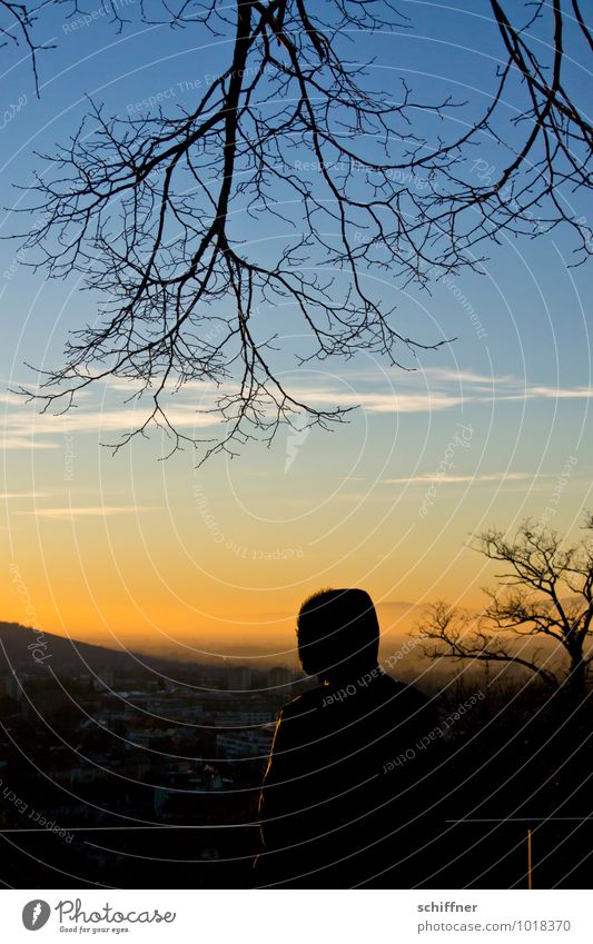 Tschüss, liebe Anne! Neue Horizonte Mensch 1 Landschaft Baum Hügel stehen Aussicht Fensterblick Ferne Ast Winter Stadt Abenddämmerung Sonnenuntergang