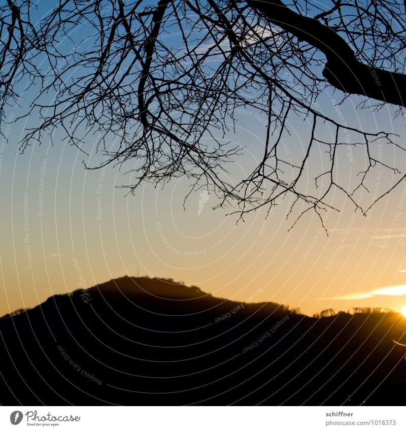 Himmelsgeäst Umwelt Natur Landschaft Pflanze Winter Schönes Wetter Baum Wald Hügel Berge u. Gebirge dunkel Dämmerung Geäst Ast Baumkrone verzweigt