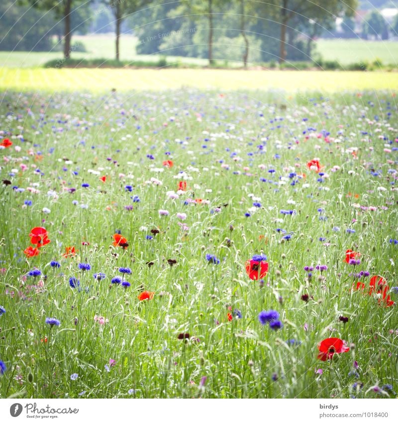 Blumenwiese im Sommer , viele blühende Blumen Frühling Blühend Schönes Wetter Landschaft Wiesenblume Bienenwiese Mohnblumen Baum Gräser Duft Pflanze positiv