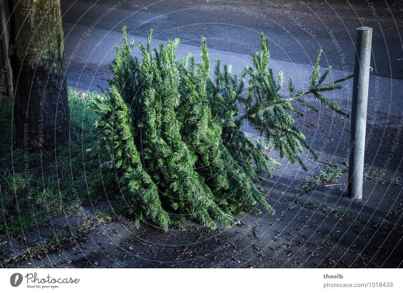 Weihnachtsbaum danach am Straßenrand Häusliches Leben Dekoration & Verzierung Anti-Weihnachten Weihnachten & Advent Baum Stadt Schmuck alt dreckig dunkel