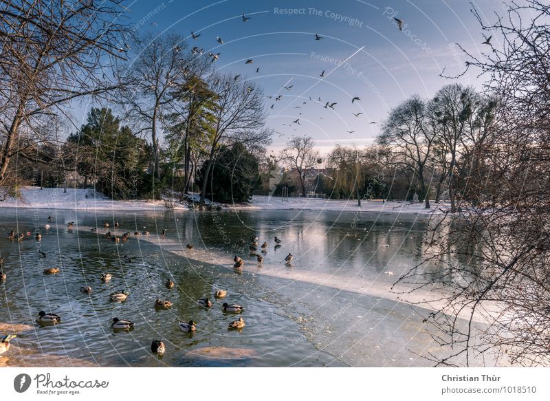 Stadtidylle Erholung ruhig Meditation Ferien & Urlaub & Reisen Tourismus Winter Umwelt Natur Wasser Wolkenloser Himmel Schönes Wetter Eis Frost Baum Sträucher