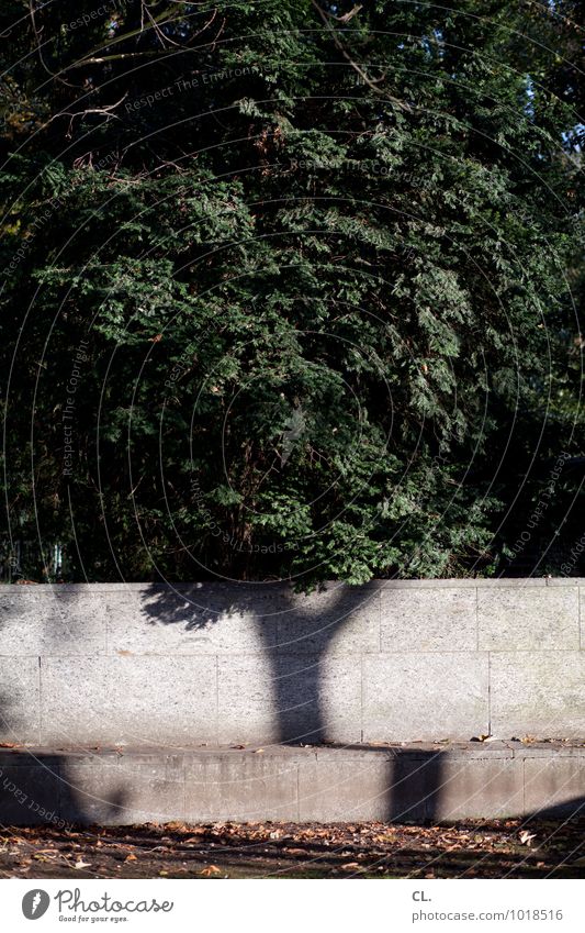 baum Umwelt Natur Landschaft Urelemente Erde Herbst Klima Klimawandel Wetter Schönes Wetter Baum Blatt Baumstamm Mauer Wand Wachstum einzigartig braun grün