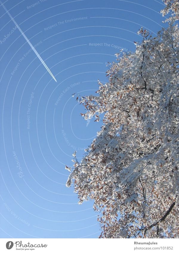 Eisvogel Flugzeug Baum Winter Schnee Himmel Natur Technik & Technologie