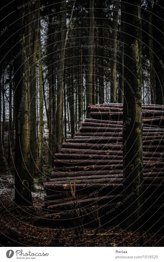 tief im wald Umwelt Natur Landschaft Pflanze Winter Baum Wald Holz liegen außergewöhnlich bedrohlich dunkel braun Gefühle Stimmung Traurigkeit Umweltschutz