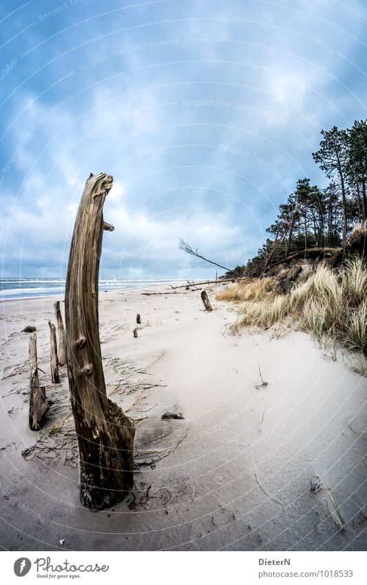 Weststrand Umwelt Natur Landschaft Sand Himmel Wolken schlechtes Wetter Wind Baum Gras Küste Strand Ostsee Meer blau braun schwarz Totholz Darß