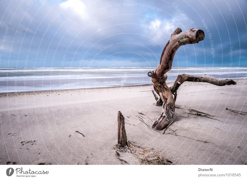 Gefällt Umwelt Landschaft Sand Wasser Himmel Wolken Gewitterwolken Baum Küste Strand Ostsee blau braun schwarz weiß Langzeitbelichtung Darß Weststrand Horizont