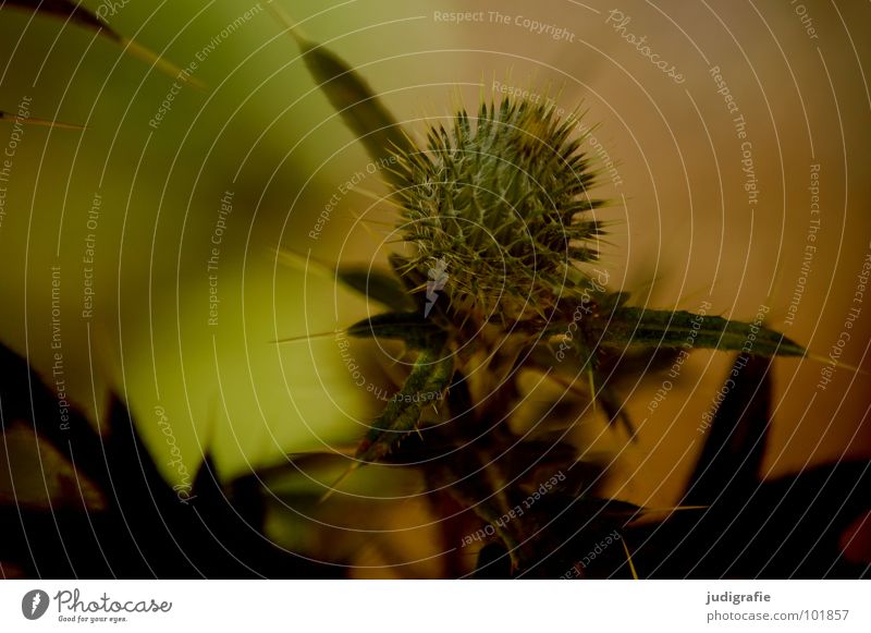 Wiese Distel Pflanze Stengel braun schwarz Sommer Umwelt Wachstum gedeihen schön Blatt Farbe Stachel Spitze Wildtier Natur einfach Heilpflanzen