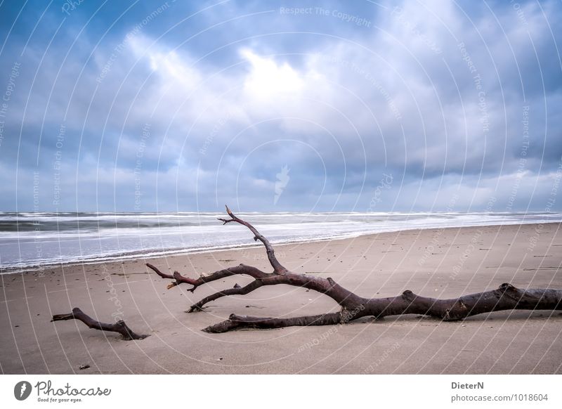 Gefallen Natur Landschaft Erde Sand Wasser Himmel Wolken Gewitterwolken Wetter schlechtes Wetter Wind Sturm Baum Wellen Küste Strand Ostsee Meer blau braun weiß