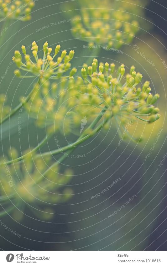 Die Sache mit dem Dill Gewürz Dillblüten Gurkenkraut Fischgewürz Küchenkraut Nutzpflanze Bio Bioprodukt organisch Kraut Küchengewürz Zutat Kräuter Zutaten