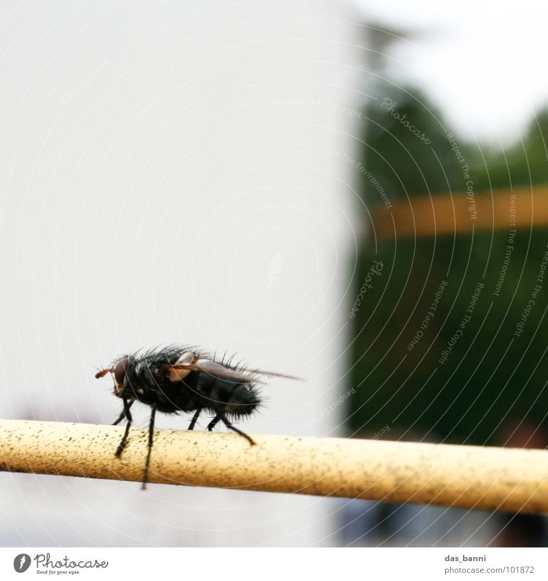 ein fliegenbild mehrere klein grün glänzend Fühler Rüssel Entwicklung Zaun gelb Tiefenschärfe Aufenthalt Insekt Physik Schiffsbug Einsamkeit Summen krabbeln