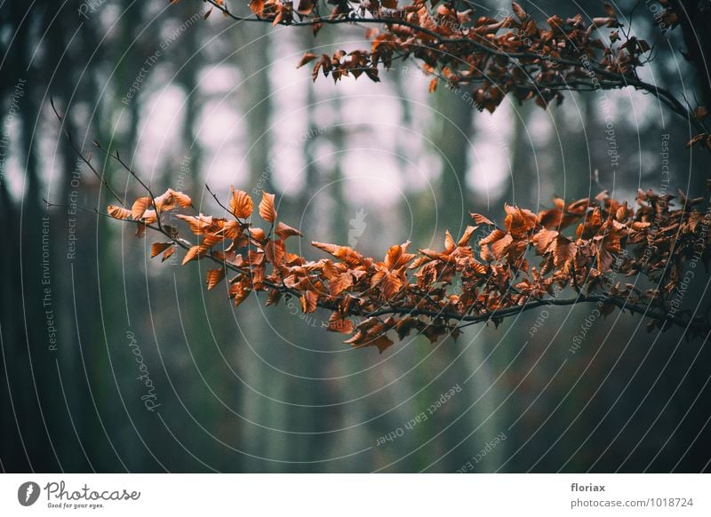 verwelkt Umwelt Natur Pflanze Herbst Winter Baum Blatt Park Wald hängen dunkel braun Trauer Krise Tod Ende Hoffnung Traurigkeit Ast Zweig Leben Denken