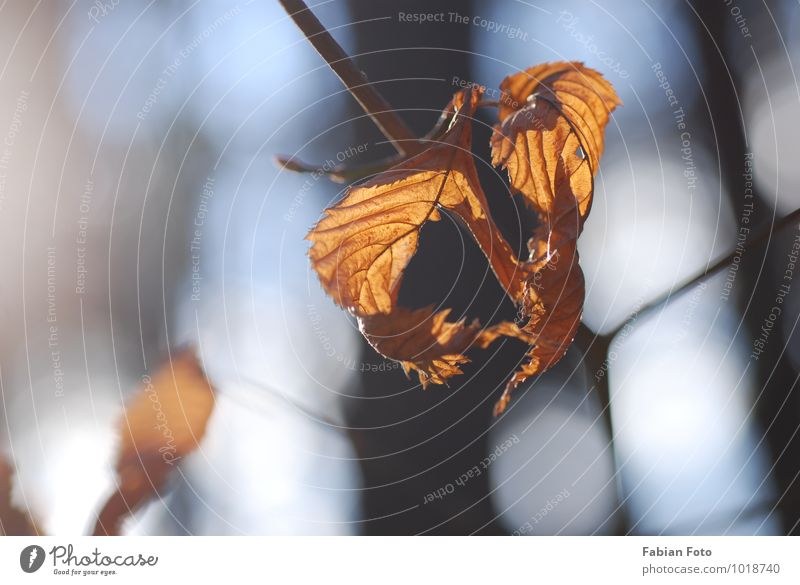 Herbst Natur Pflanze Sonne Schönes Wetter Blatt Park Wald alt glänzend verblüht dehydrieren Glück historisch positiv trocken Wärme gelb gold Vertrauen