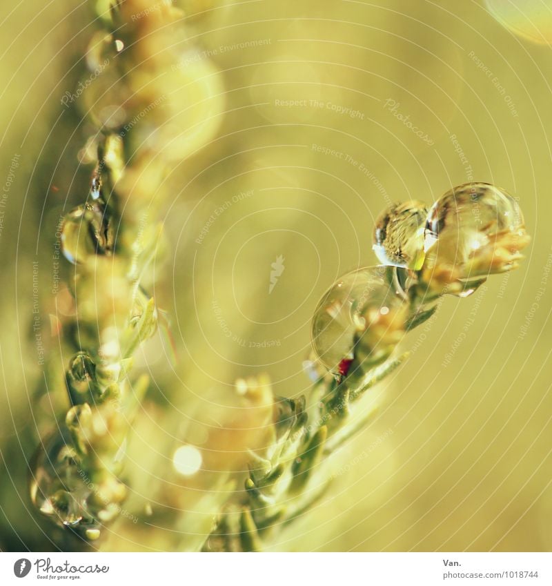 Wenn mir doch nur einmal... Natur Pflanze Wassertropfen Herbst Sträucher Grünpflanze Zweig frisch nass gelb grün Farbfoto Gedeckte Farben Außenaufnahme