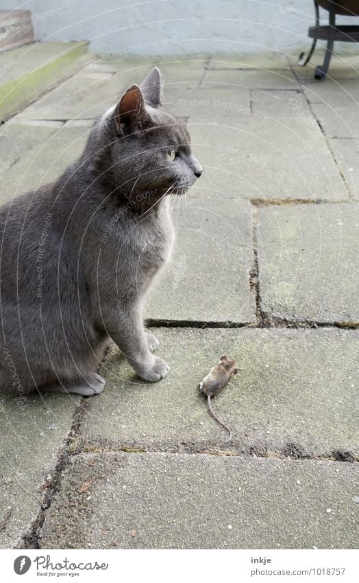 da warens nur noch 796.875.022 Menschenleer Terrasse Haustier Wildtier Totes Tier Katze Maus hocken liegen Erfolg klein Gefühle Ausdauer Tod Stolz Überleben