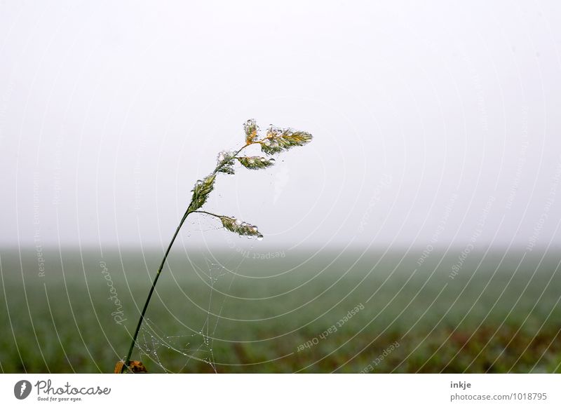 morgens früh auf den Feldern Natur Landschaft Pflanze Luft Wassertropfen Herbst Winter Nebel Eis Frost Gras Wiese frisch kalt nass grün Tau Farbfoto