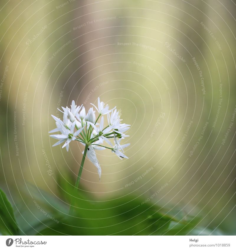 Happy Birthday willma... Umwelt Natur Landschaft Pflanze Frühling Schönes Wetter Blume Blüte Wildpflanze Bärlauch Wald Blühend stehen Wachstum ästhetisch frisch