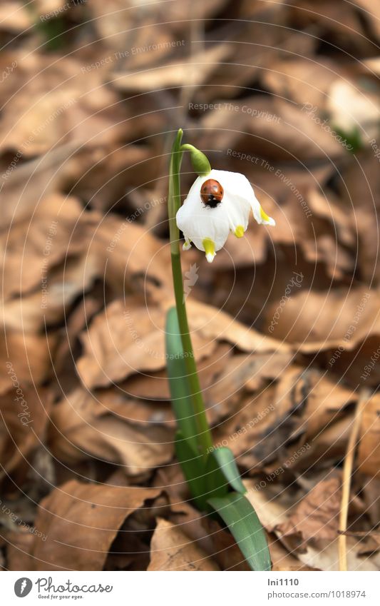 Märzenbecher mit Glücksbringer Natur Pflanze Tier Erde Frühling Schönes Wetter Blume Blatt Blüte Wildpflanze Wald Käfer Marienkäfer 1 braun gelb grün rot