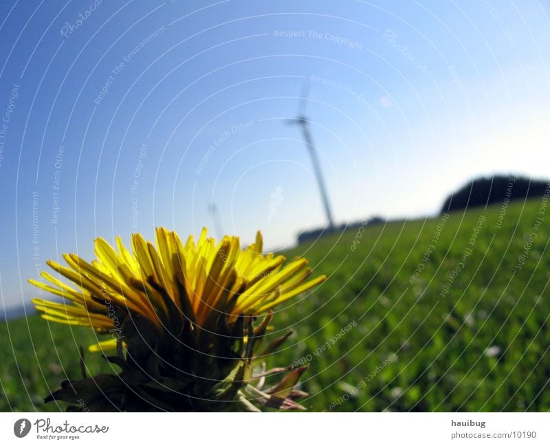 Blume im Wind nah Löwenzahn Allgäu Einsamkeit Fröhlichkeit Sommer träumen Wiese Sonne Natur Glück Makroaufnahme